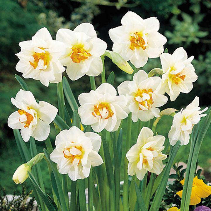 Daffodils Flower Logo - Daffodil Double Flower Drift (15) - All Flower Bulbs - Flower Bulbs ...