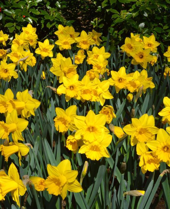 Daffodils Flower Logo - Eight Weeks of Daffodils - Landscapers Special | DutchGrown