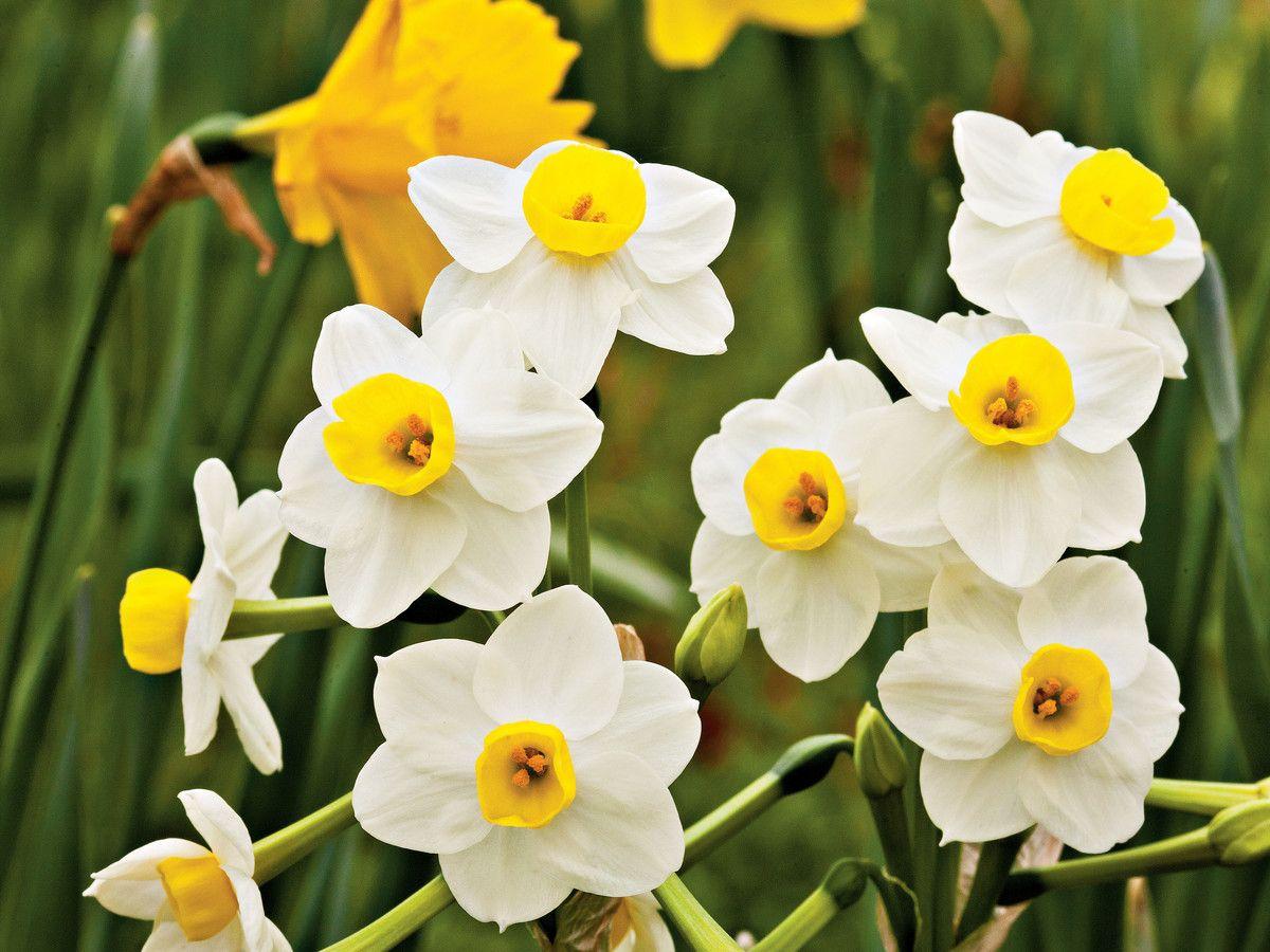 Daffodils Flower Logo - Daffodil Flower Facts - Southern Living
