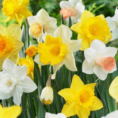 Daffodils Flower Logo - 18 - Daffodil - Flower Bulbs - Garden Plants & Flowers - The Home Depot