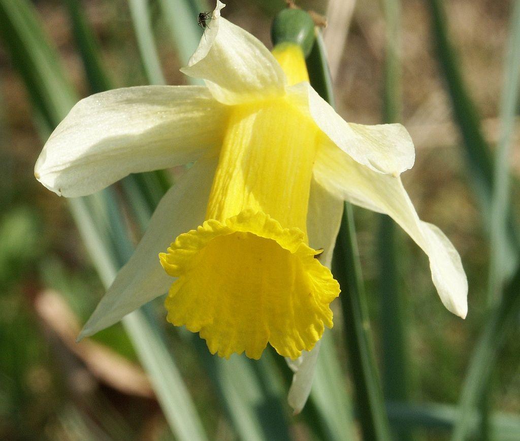 Daffodils Flower Logo - Narcissus pseudonarcissus
