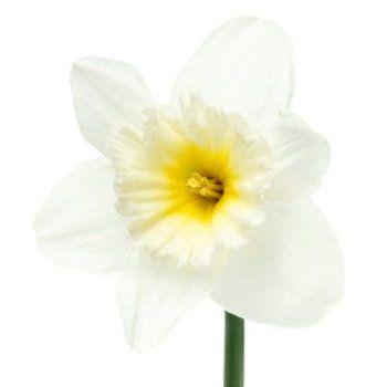 Daffodils Flower Logo - Daffodil White Fresh Cut Flowers