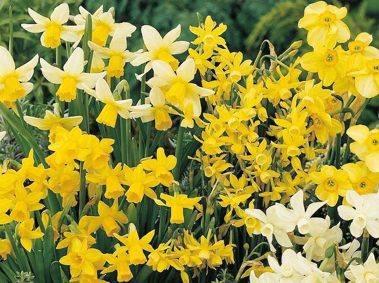 Daffodils Flower Logo - Top ten tips for growing daffodils