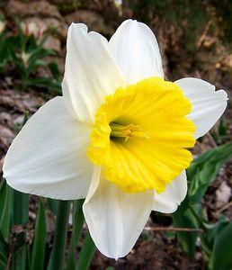 Daffodils Flower Logo - Planting Daffodil Bulbs And Narcissus Flowers For Spring Color