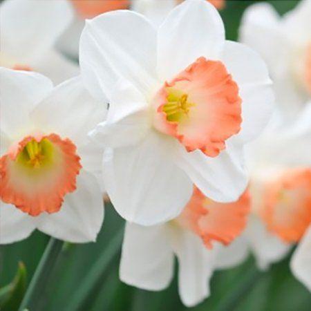 Daffodils Flower Logo - Pretty & Pink Daffodil Flower Bulbs - 6 Count - Walmart.com