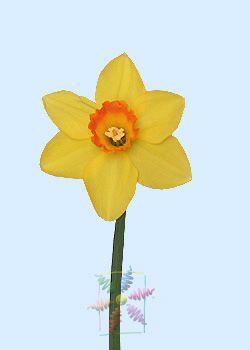 Daffodils Flower Logo - Daffodil Flower Information | Daffodil Cut Flower | Flower Shop Network