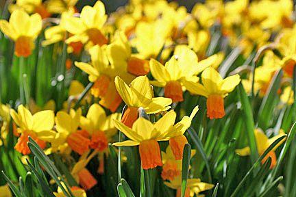 Daffodils Flower Logo - Daffodils / RHS Gardening