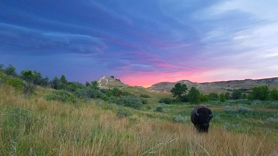 Sunset Bison Logo - Bison at sunset, Wind Canyon Trail, Theodore Roosevelt National Park ...