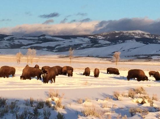 Sunset Bison Logo - Herd of bison at sunset of Jackson Hole Eco Tour