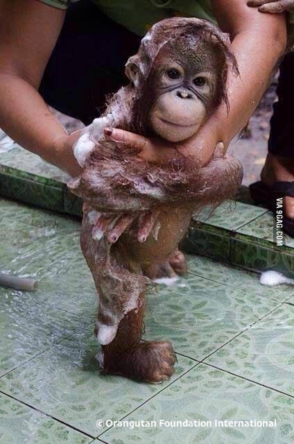 Baby Monkey Bathing Ape Logo - A bathing baby orangutan | Baby orangutan, Orangutan and Babies