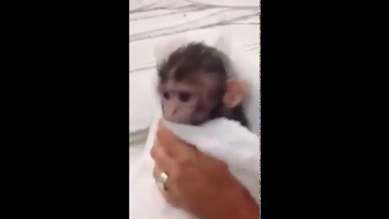 Baby Monkey Bathing Ape Logo - take bath for baby monkey - YouTube