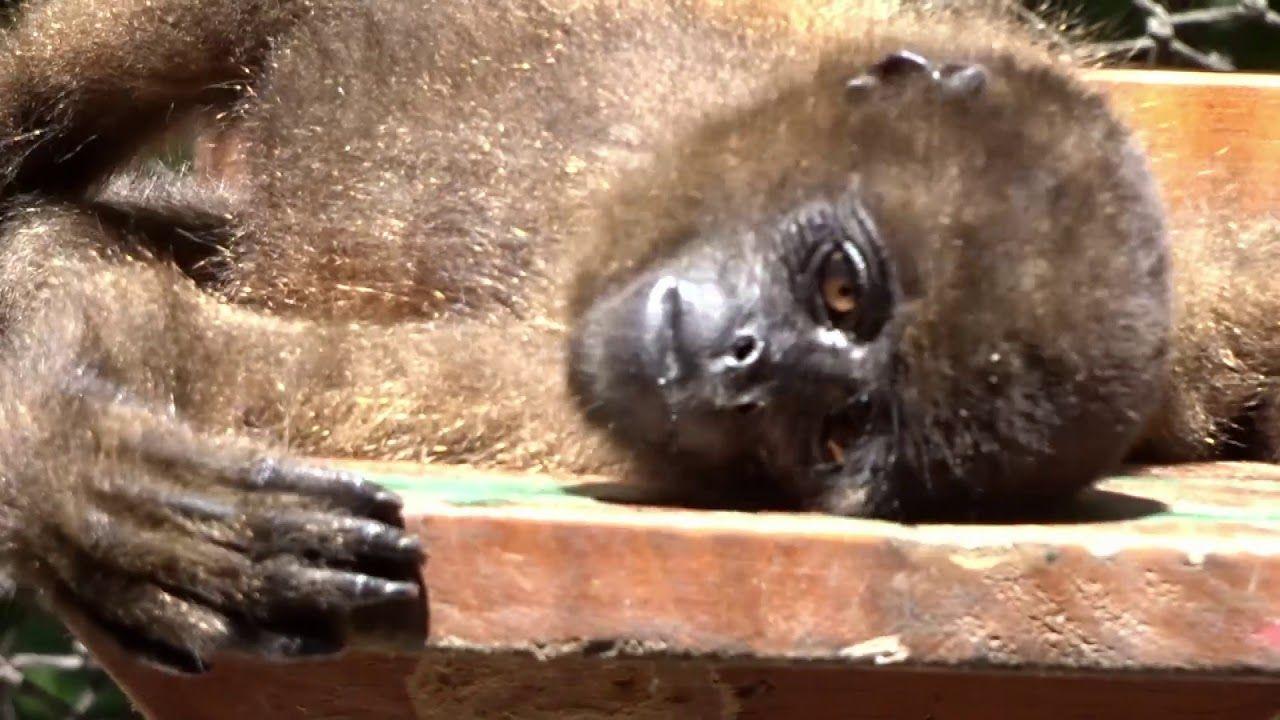 Baby Monkey Bathing Ape Logo - Cute baby monkey taking a sun bath - YouTube