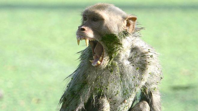Baby Monkey Bathing Ape Logo - Monkey kills baby boy in India's Agra - BBC News