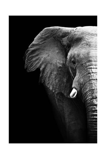 Black and White Elephant Logo - Artistic Black And White Elephant Prints by Donvanstaden at ...