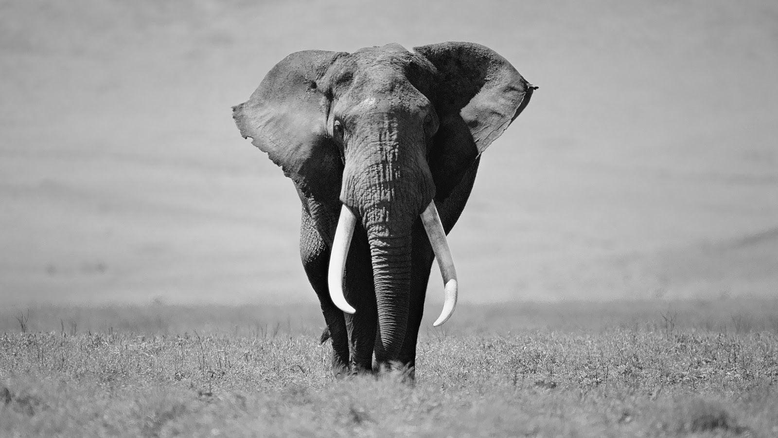 Black and White Elephant Logo - black-and-white-elephant-wallpaper-hd-animal-background-photo – SAVE ...
