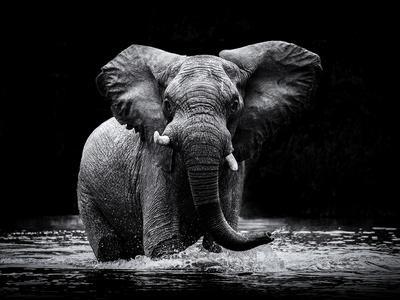 Black and White Elephant Logo - Beautiful Elephants Black and White Photography artwork