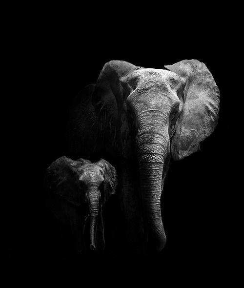 Black and White Elephant Logo - African Elephant mother with her calf . | Elephants <3 | Elephant ...