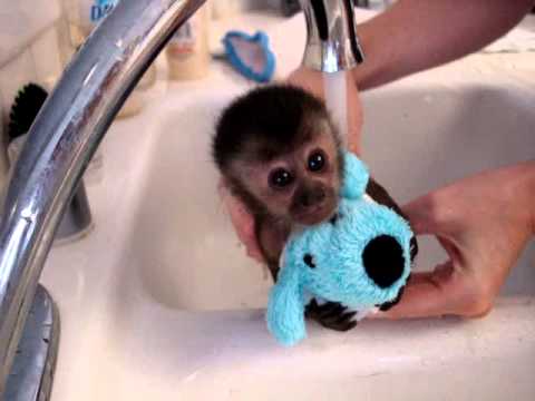 Baby Monkey Bathing Ape Logo - baby monkey nala gets a bath - YouTube