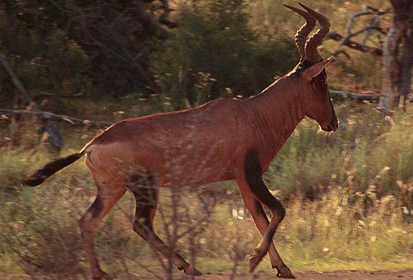 Red Antelope Logo - Red Hartebeest | Antelope | Africa Mammals Guide