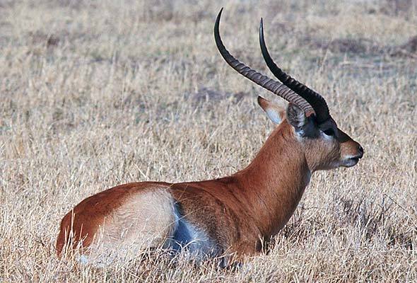 Red Antelope Logo - Red Lechwe | Antelope | Africa Mammals Guide