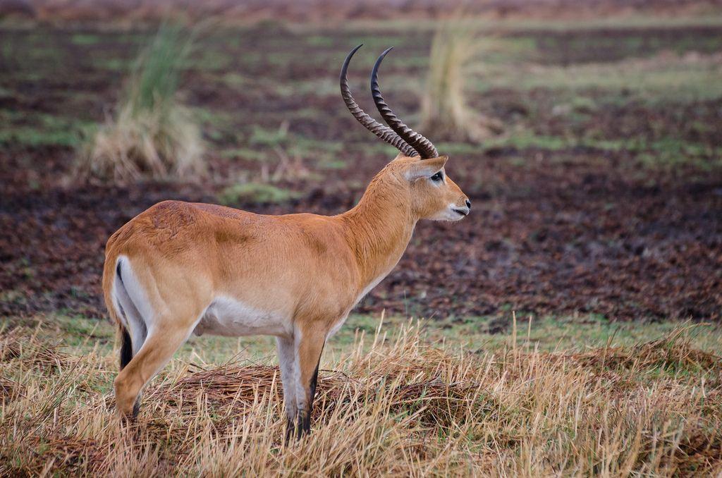 Red Antelope Logo - Rote Letschwe Antilope / Red Lechwe Antelope | Eine Rote Let… | Flickr