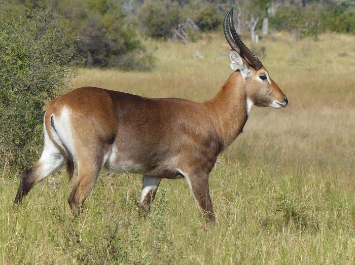 Red Antelope Logo - A wild hybrid antelope in Botswana