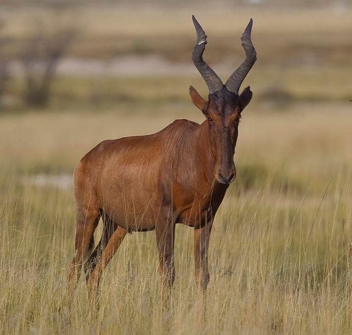 Red Antelope Logo - Red hartebeest