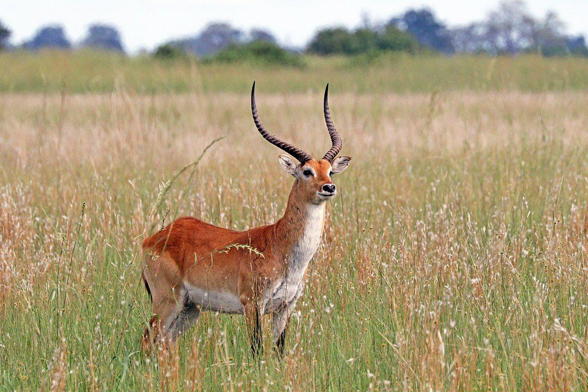 Red Antelope Logo - Lechwe