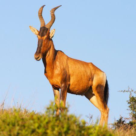 Red Antelope Logo - Red Hartebeest | Wildlife Guide