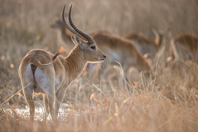 Red Antelope Logo - Trophy Hunting the Lechwe in South Africa - ASH Adventures