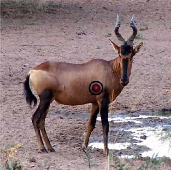 Red Antelope Logo - Hunting a Trophy Red Hartebeest