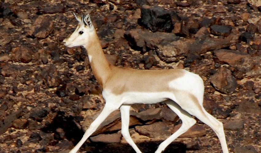 Red Antelope Logo - Quarter of antelope species in danger of extinction