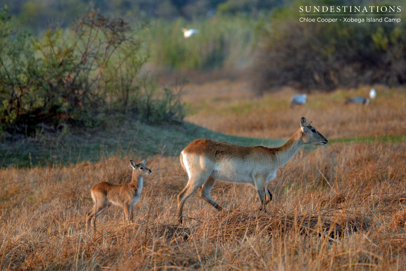 Red Antelope Logo - Okavango Delta's Unique Red Lechwe Antelope