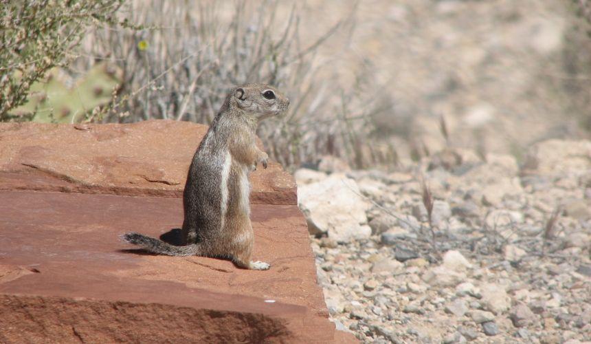 Red Antelope Logo - Red Rock Canyon A to Z: A is for Antelope Ground Squirrel. Red Rock