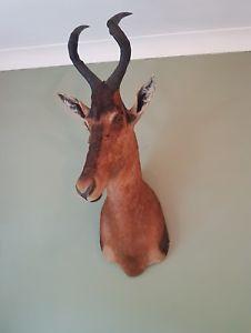 Red Antelope Logo - Stylish interior design taxidermy red hartebeest African antelope ...