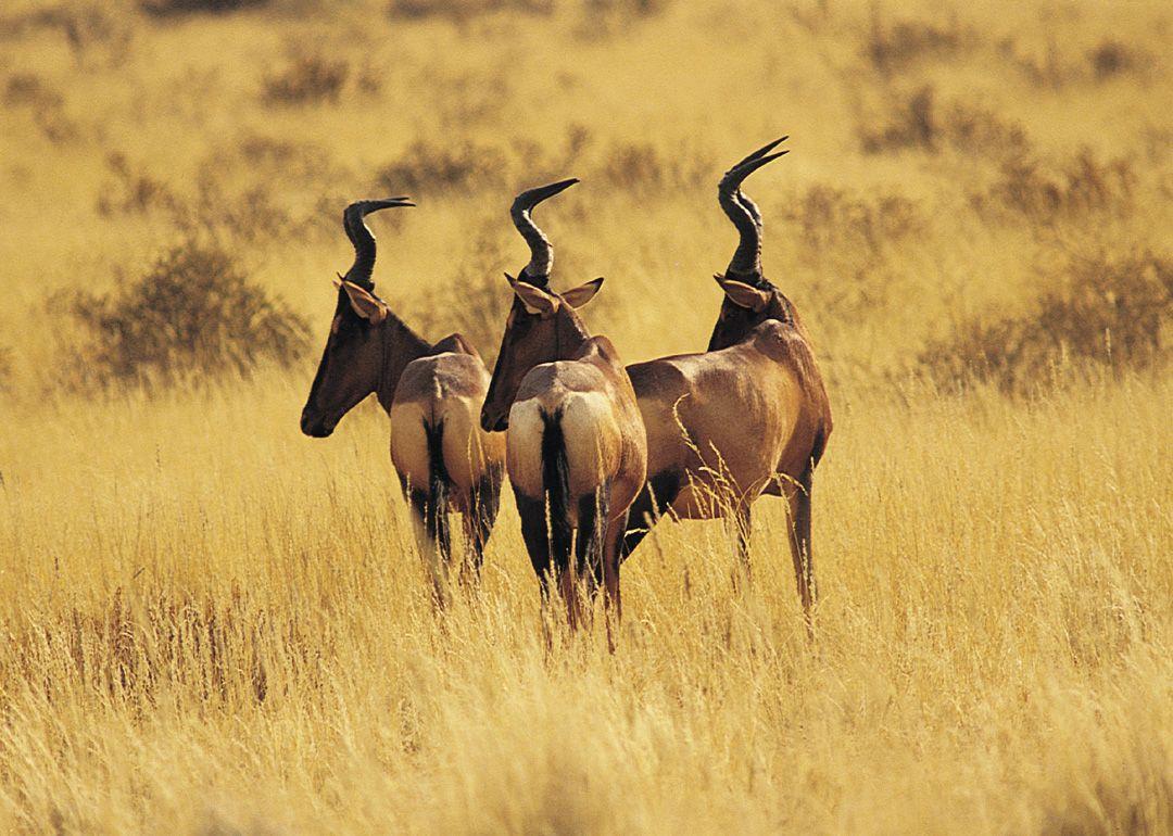 Red Antelope Logo - Antelope - Zambia Tourism