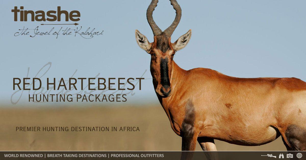 Red Antelope Logo - Red Hartebeest Hunting in South Africa with Tinashe Outfitters