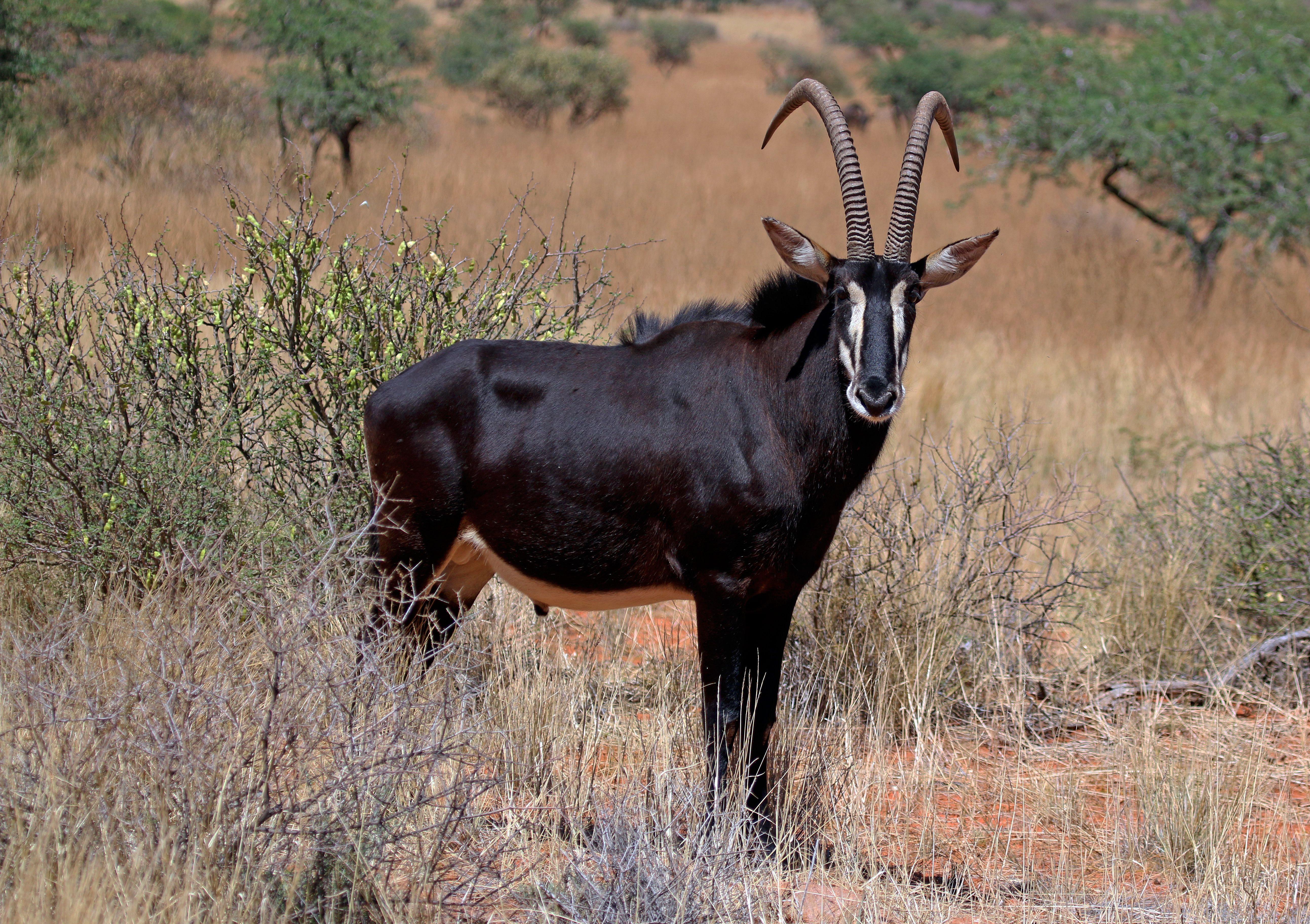 Red Antelope Logo - Sable antelope