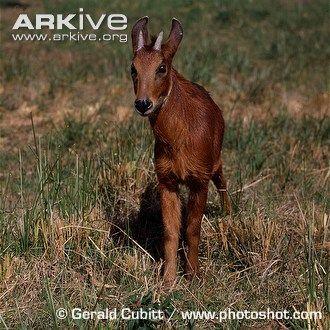 Red Antelope Logo - Red serow videos, photos and facts - Capricornis rubidus | Arkive