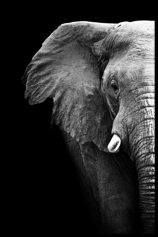 Black and White Elephant Logo - Elephant Portrait Black and White