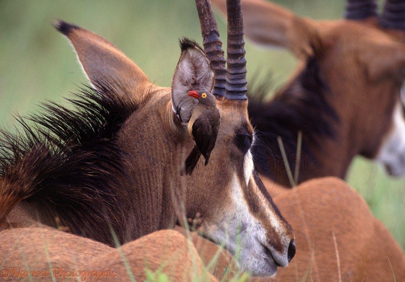 Red Antelope Logo - Red-billed Ox-pecker on Sable Antelope photo WP14965