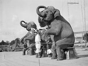 Elephant Black and White Logo - PHOTOGRAPHY BLACK WHITE ELEPHANT ANIMAL TRICK ART POSTER PRINT ...