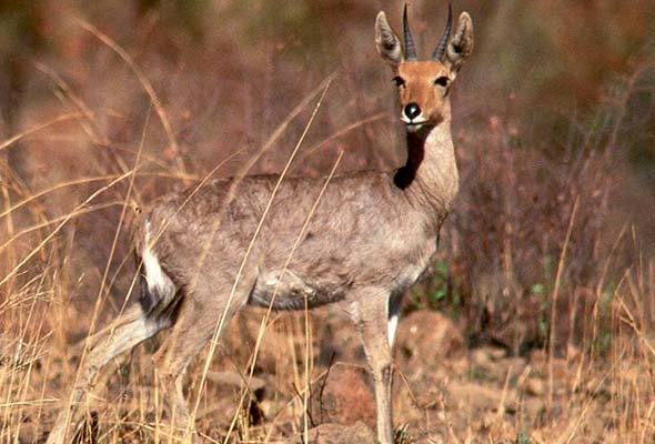 Red Antelope Logo - Mountain Reedbuck | Antelope | South Africa Mammals