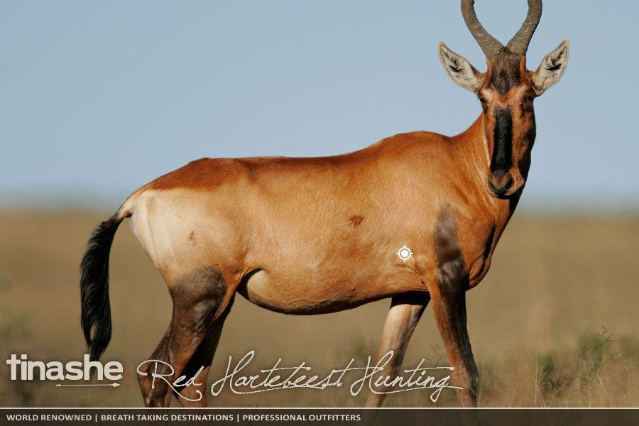 Red Antelope Logo - Red Hartebeest Hunting in South Africa with Tinashe Outfitters