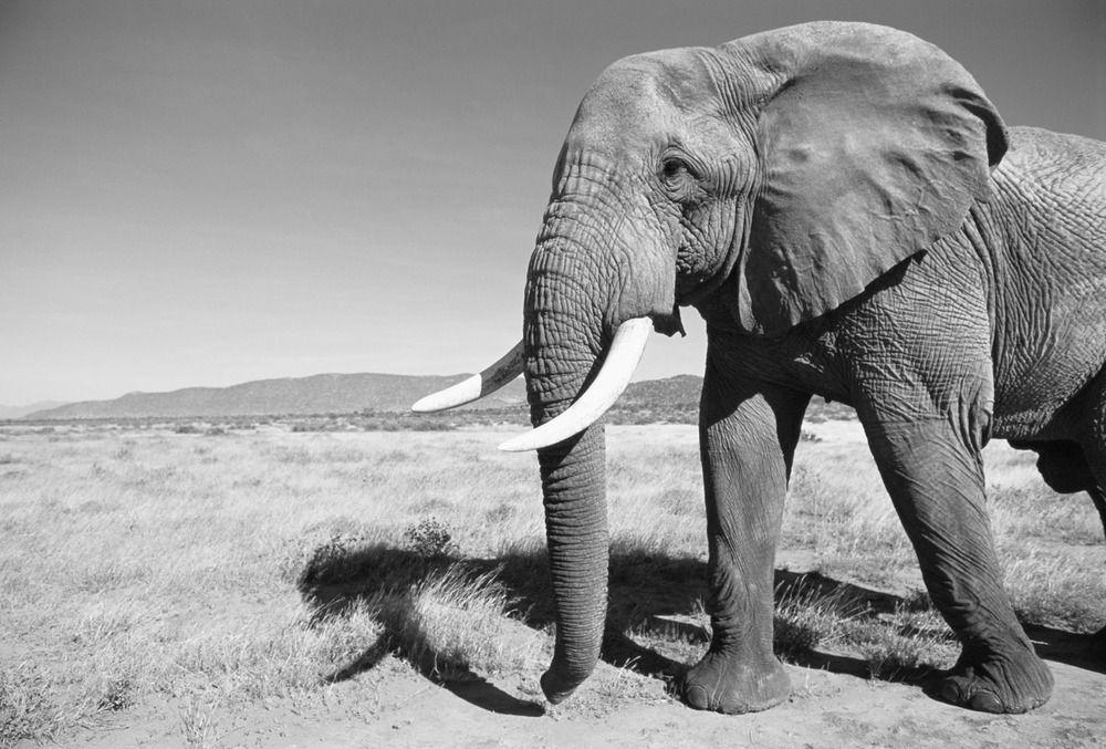 Elephant Black and White Logo - Black & white — James Warwick Wildlife Photography