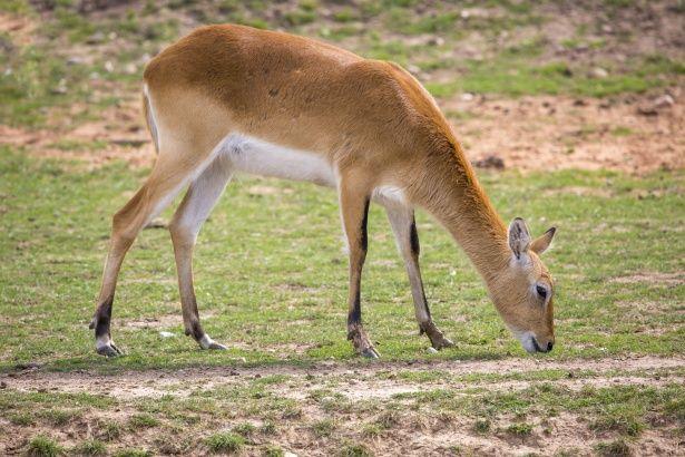 Red Antelope Logo - Red Lechwe Antelope Free Stock Photo - Public Domain Pictures