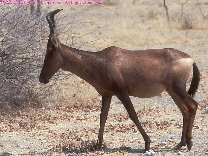 Red Antelope Logo - Antelopes