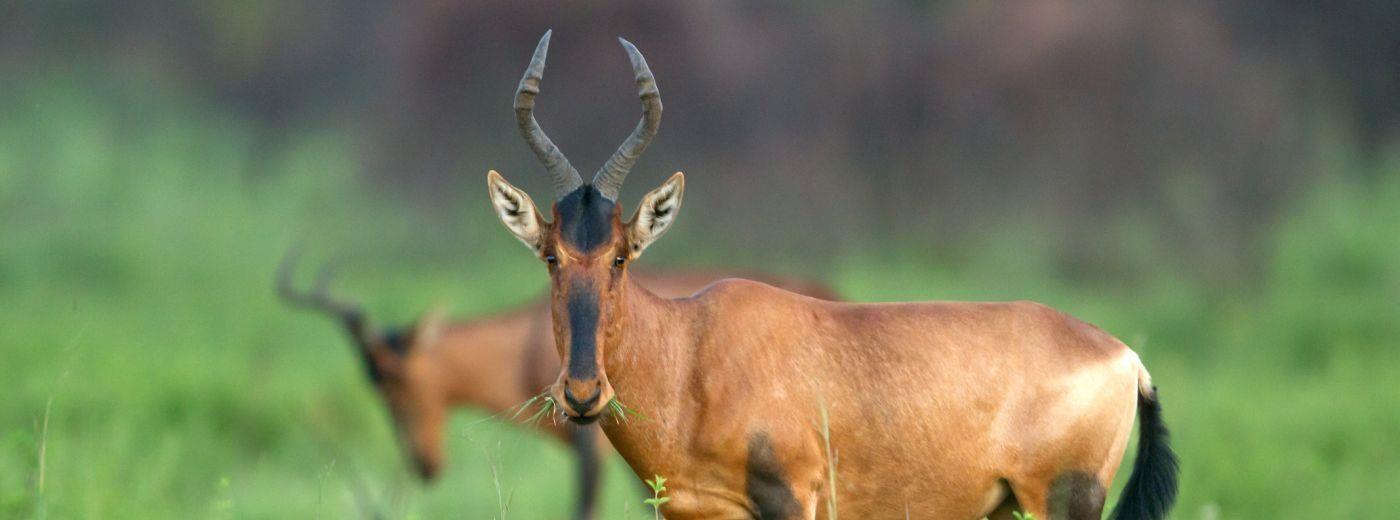 Red Antelope Logo - Red Hartebeest | Wildlife Guide