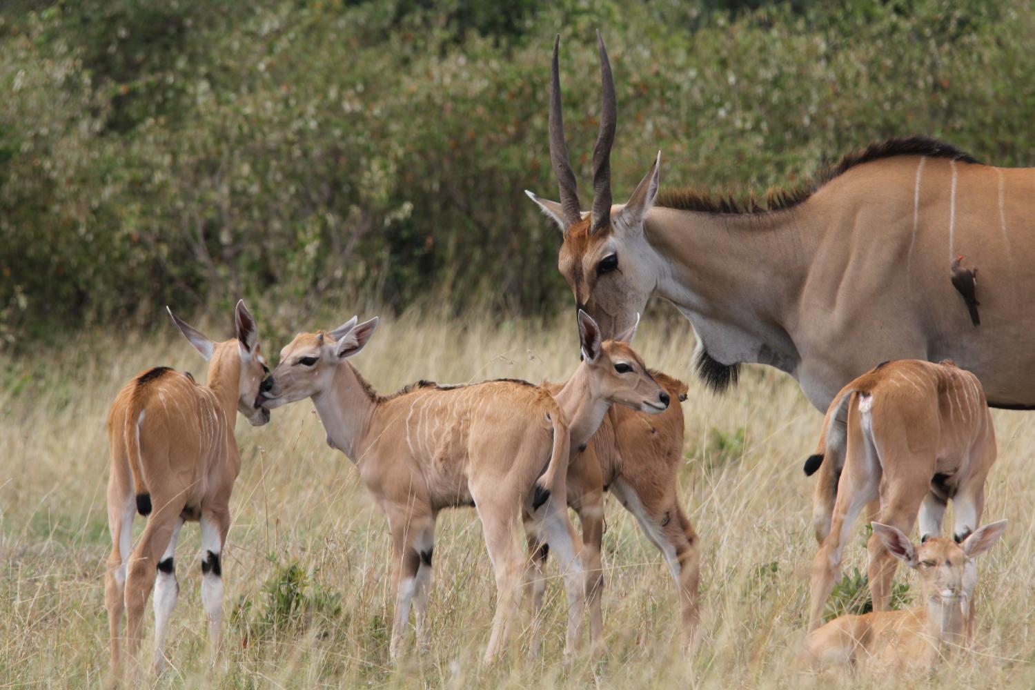 Red Antelope Logo - Climate change puts most-threatened African antelopes in 'double ...