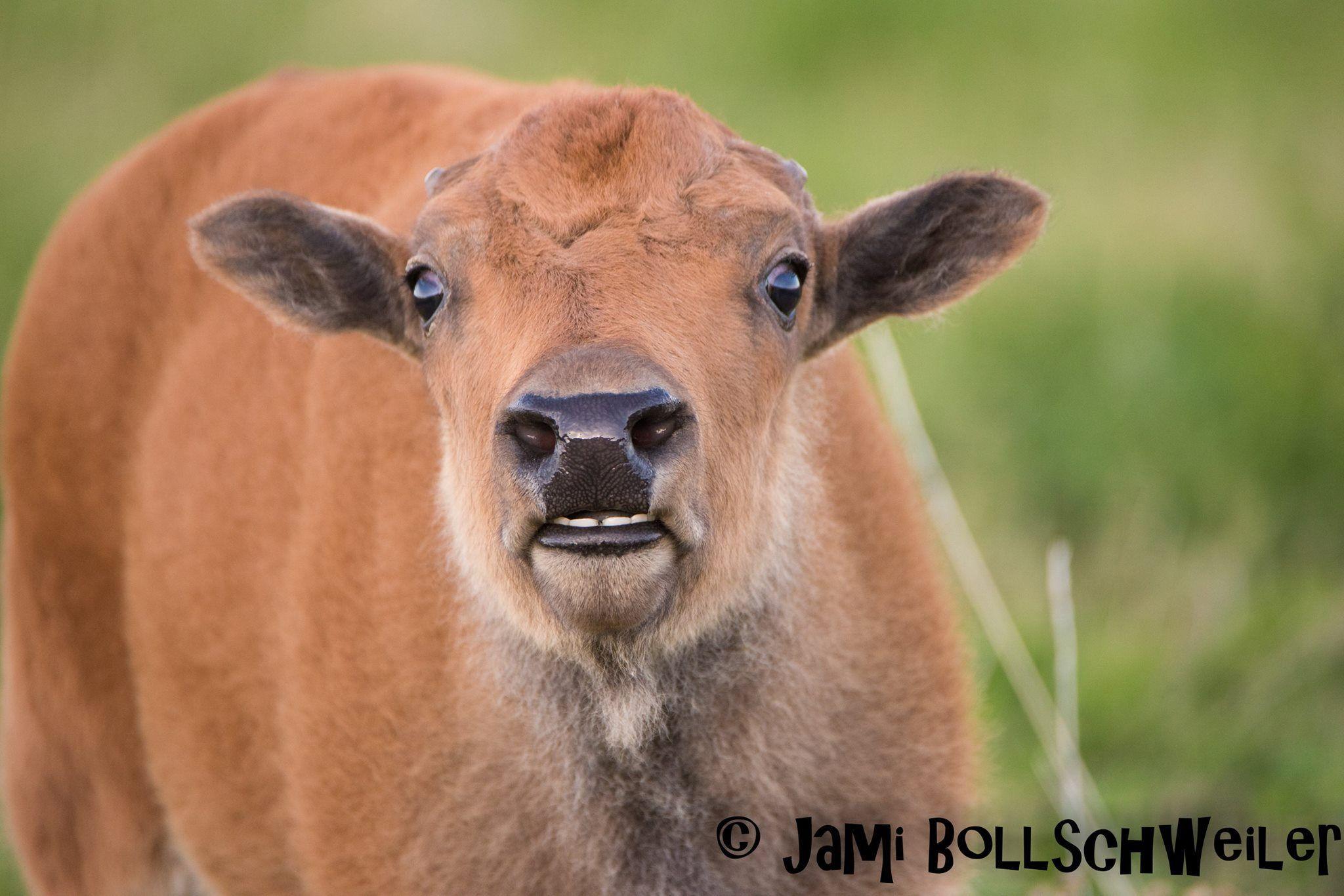 Red Antelope Logo - Baby Bison 